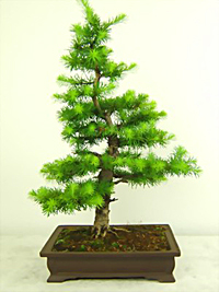 japanese_larch_bonsai4