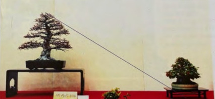 Accent plants for Bonsai Display (In Japanese Shitakusa which means the  small undergrowth)  East Bay Bonsai Society